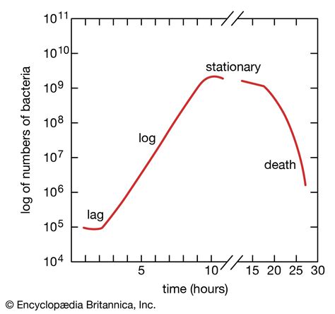 Bacterial Growth Chart