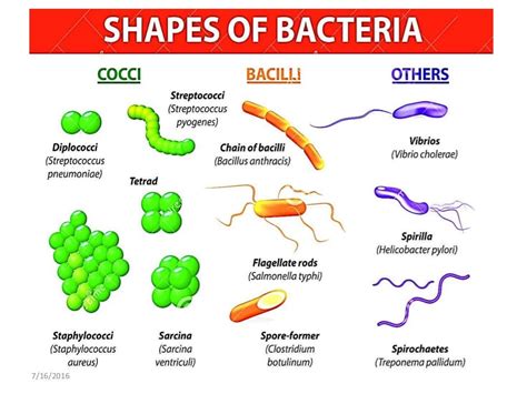 Bacterial Morphology Chart