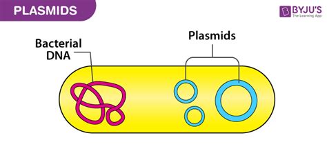 Bacterial Plasmids Epub