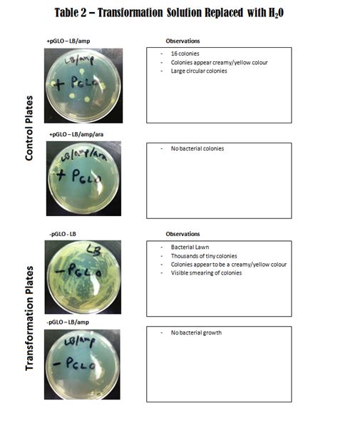 Bacterial Transformation Pglo Lab Report Answers Kindle Editon