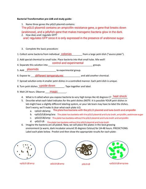 Bacterial Transformation Pre Lab Answers Epub