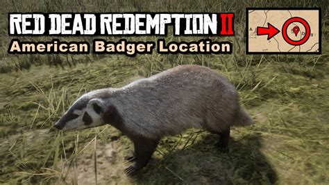 Badgers in Red Dead Redemption 2: A Comprehensive Guide