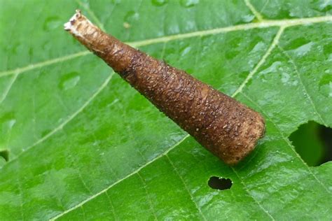 Bagworm cases: