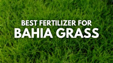 Bahia Grass Fertilizer: A Comprehensive Guide to Maintaining a Vibrant Lawn