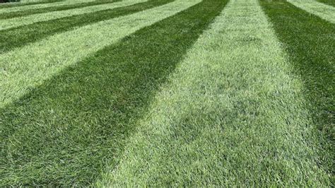 Bahia Grass Fertilizer: A Comprehensive Guide to Optimal Lawn Care