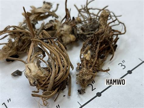 Bai Wei Xiu: A Comprehensive Guide to the Revitalizing Herb