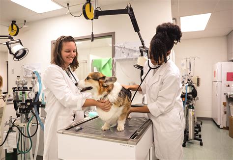 Baker College Vet Tech Program Cost: A Comprehensive Guide