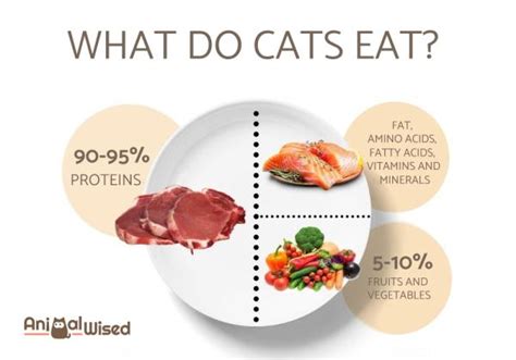 Balanced Diet for Cats: Unlocking Optimal Feline Health with 6 Key Nutrients