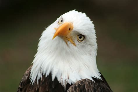 Bald Eagle: