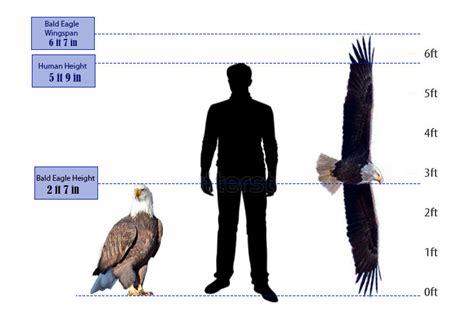 Bald Eagle Size Chart