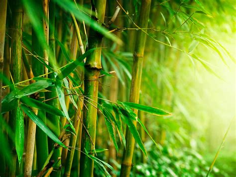 Bamboo PDF