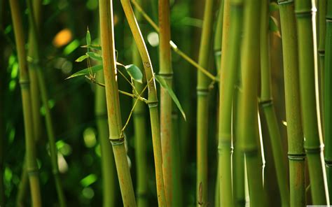 Bamboo PDF