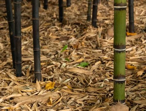 Bamboo Fertilizer: A Complete Guide to Benefits, Applications, and DIY