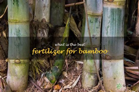 Bamboo Fertilizer: Unlocking the Secrets of Fast-Growing Plants