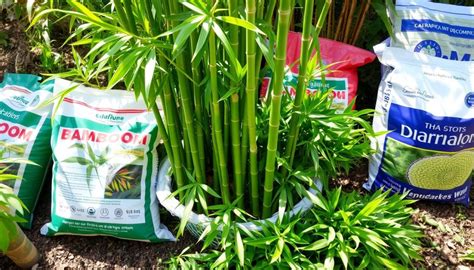 Bamboo Plant Fertilizer: A Comprehensive Guide to Nourishing Your Giant Grass