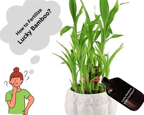 Bamboo Plant Fertilizer: The Ultimate Guide to Nourishing Your Lucky Plant