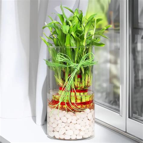 Bamboo Terrariums: 50 Shades of Green in a Glass Box