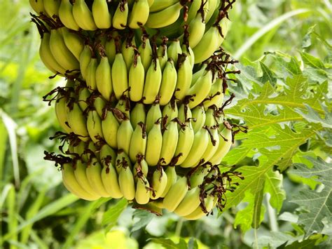 Banana Bugs: The Sweetest Way to Fight Pests