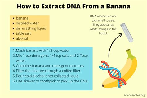 Banana Dna Extraction Lab Answers Reader