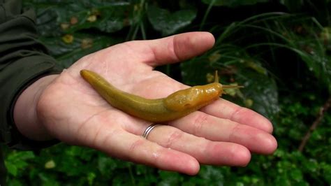 Banana Slugs: Nature's Slime-Producing Wonder and the Inspiration Behind a Unique Fashion Staple