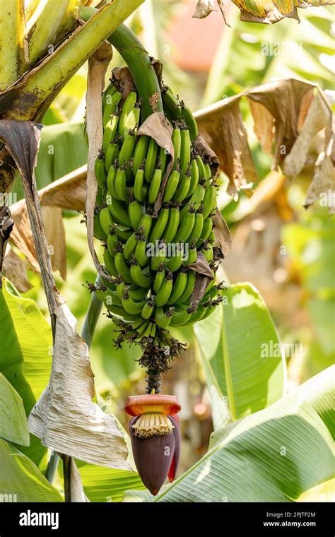 Bananas in the Wild: A Guide to 45 Exotic Species