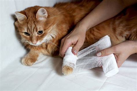 Bandage Cat Wound: A Comprehensive Guide to Wound Care for Cats