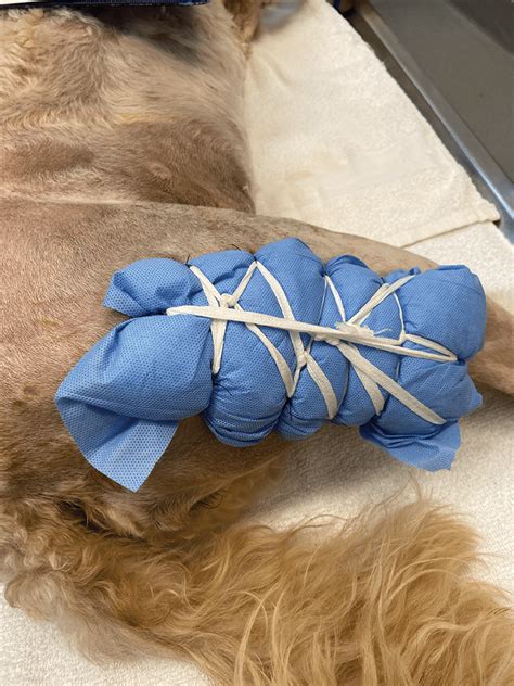 Bandage Dressing for Dogs: Essential Guide for Pet Owners