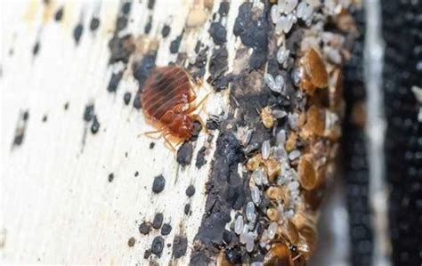 Banishing Bed Bugs: A Comprehensive Guide to Effective Bed Bug Sprays