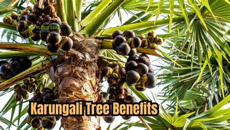 Baobhan: An Extraordinary Tree with Untold Benefits