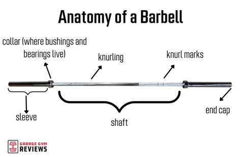 Barbells: The Basics