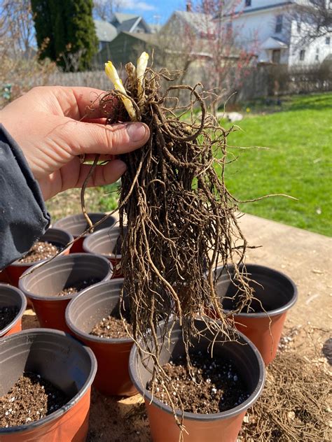 Bare-root plants: