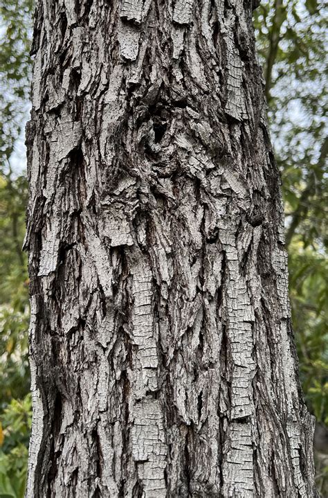 Bark: