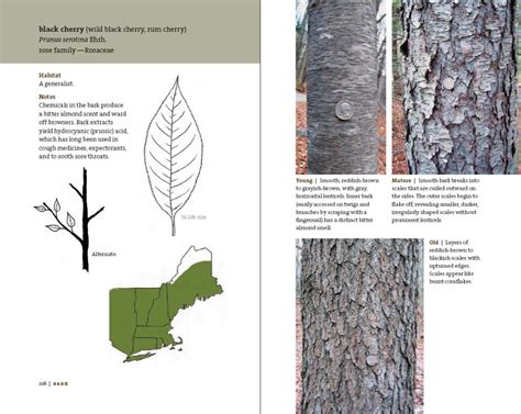 Bark A Field Guide to Trees of the Northeast Doc