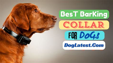 Bark Collars for Big Dogs: A Comprehensive Guide to Choosing the Best One