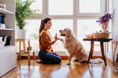 Bark Social: Premium Pet Sitting Services for 2025 and Beyond