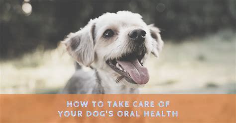 Barkwhorties: The Essential Guide to Your Dog's Oral Health