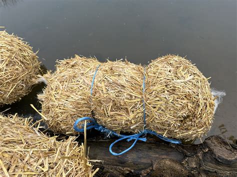 Barley Straw: A Natural Approach to Improving Pond Health