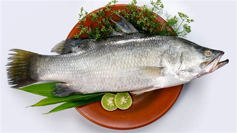 Barramundi: