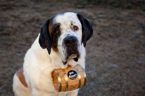 Barrel Around St. Bernard's Neck: 7 Things You Never Knew