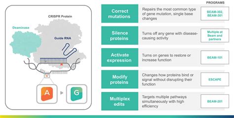 Base Editing: The Cornerstone of Beam's Success