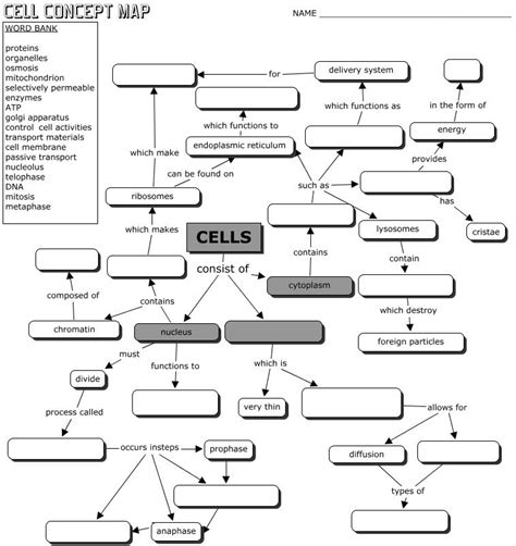 Basic Cell Concept Map Answer Key PDF