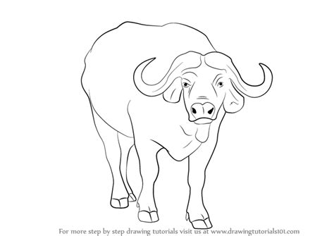 Basic Concepts of Black Buffalo