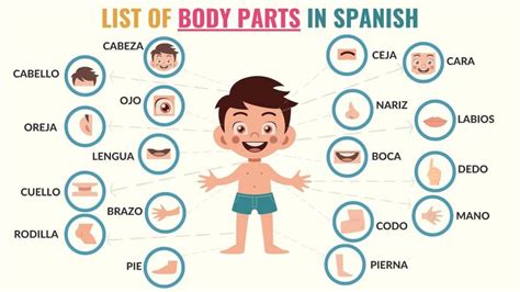 Basic Concepts of Spanish Body Parts