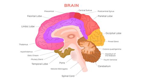 Basic Human Neurology Doc