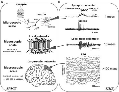 Basic Mechanisms of the EEG Doc