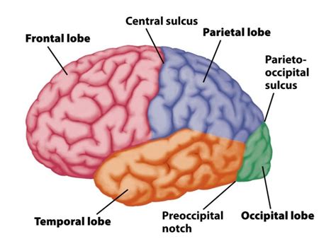 Basic Neuroanatomy Epub