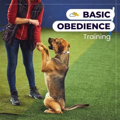 Basic Obedience Training: