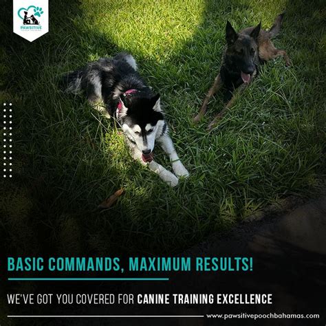 Basic Security Courses Singapore: Pawsitive Protection for Your Canine Companion