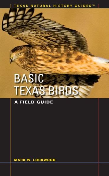 Basic Texas Birds A Field Guide Doc