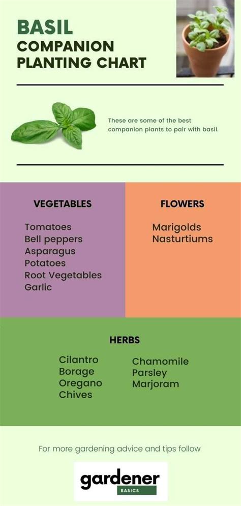 Basil Companion Planting Chart